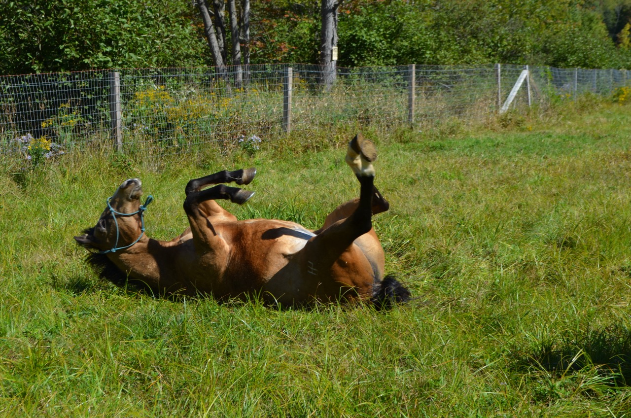 Rolling Horses - Rolling Dog Farm