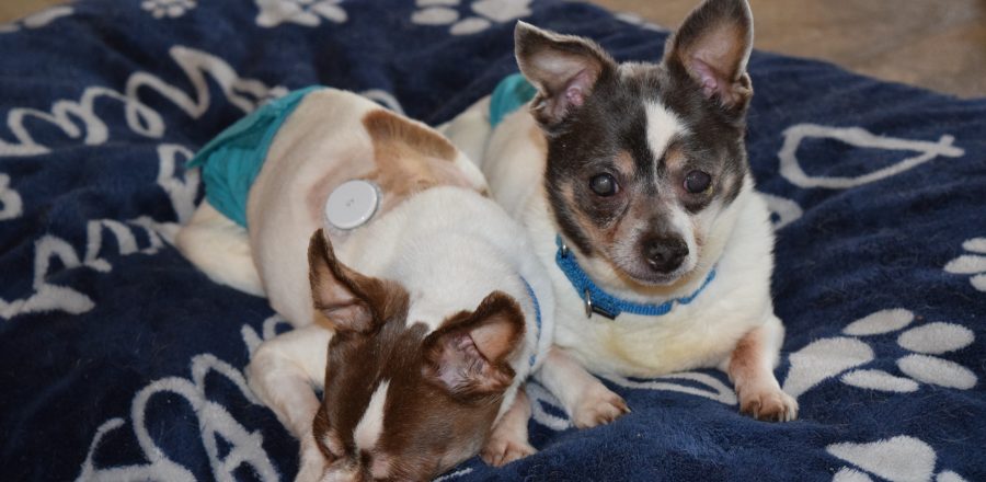 Introducing … Buddy and Chance!
